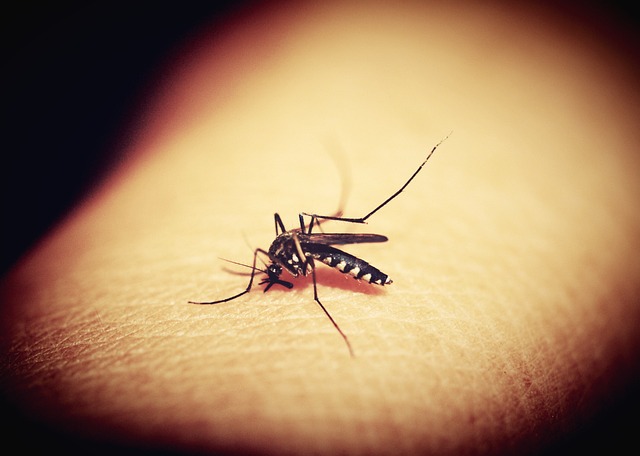 Comment éviter les piqures de moustiques remède de grand-mère ?