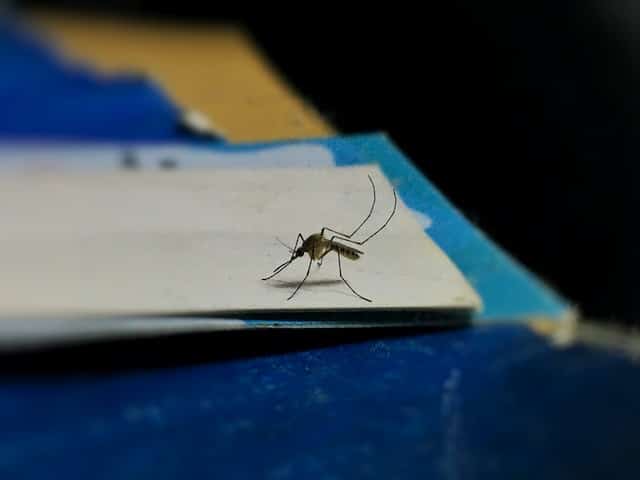 Qu’est-ce qui fait fuir les moustiques ?