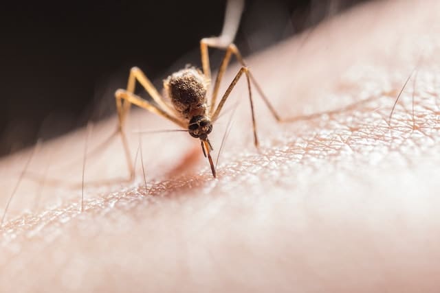 Est-ce qu’un moustique peut rentrer dans l’oreille ?