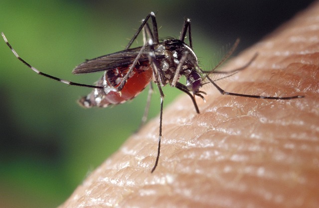 Quel groupe sanguin n’attire pas les moustiques ?
