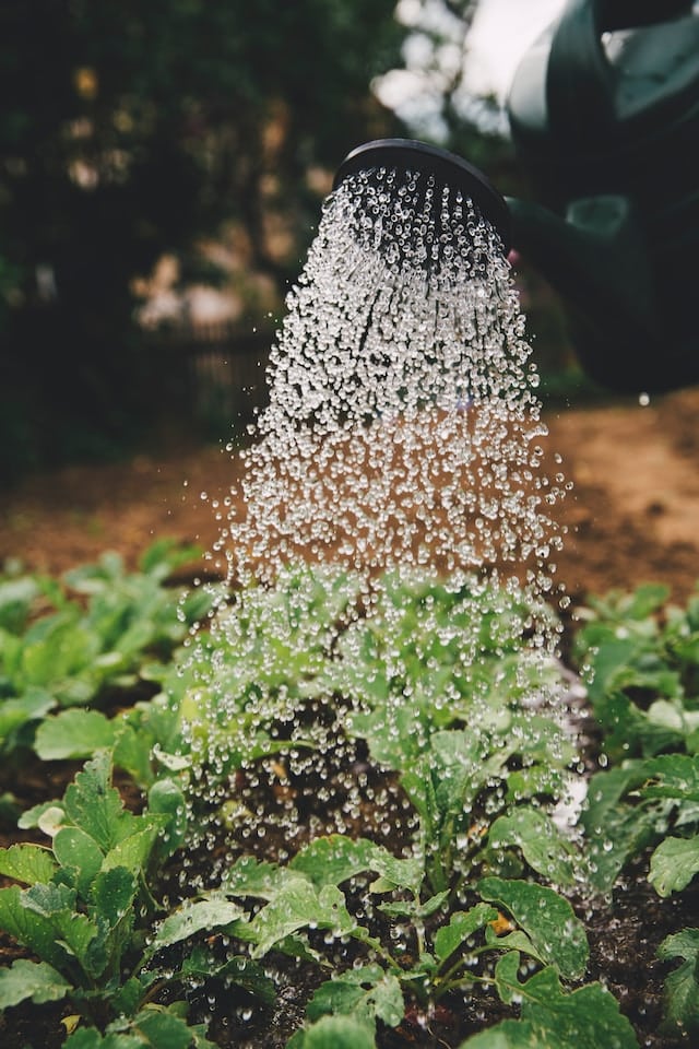 Quels sont les meilleurs moyens pour d’avoir un jardin qui respecte la nature ?
