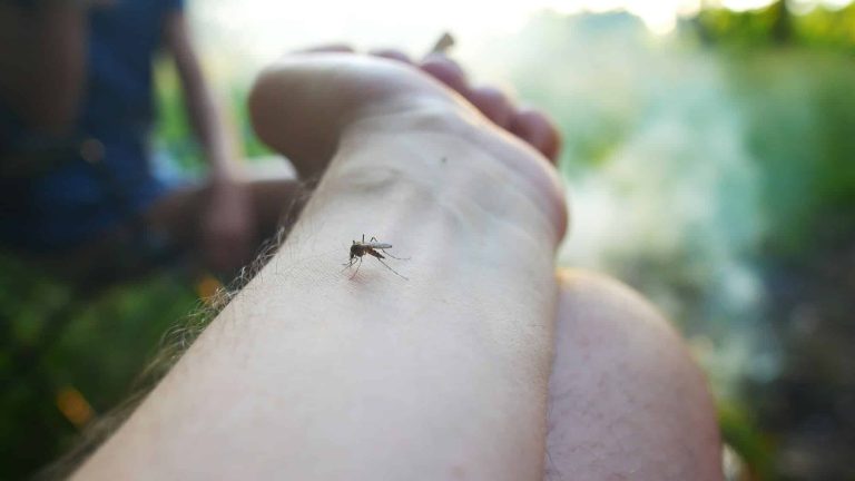 Quelle est la solution anti-moustique idéale ?